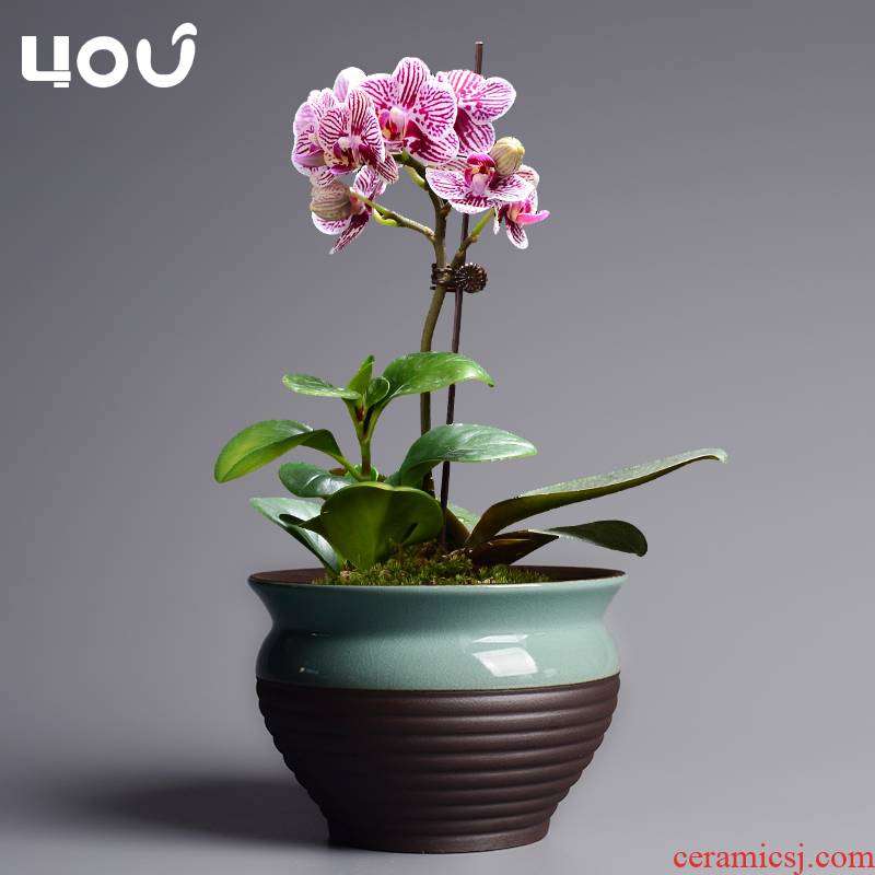 Chinese wind fleshy pot ceramic creative household the plants potted bracketplant flowerpot small butterfly orchid special rich tree