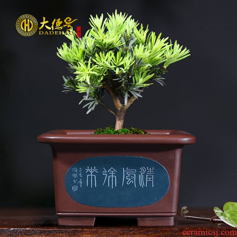 Greatness, yixing purple sand pottery and porcelain basin of flower pot in sifang fleshy clivia butterfly orchid breathable special pot the plants
