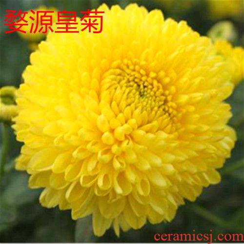 Gold emperor by edible by seedlings wuyuan imperial by seedlings, green potted plant flowers in the office can make tea