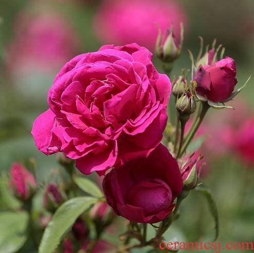 Edible roses flower seedlings and potted flowers to Damascus rose blooms the flower rose tea can do the four seasons
