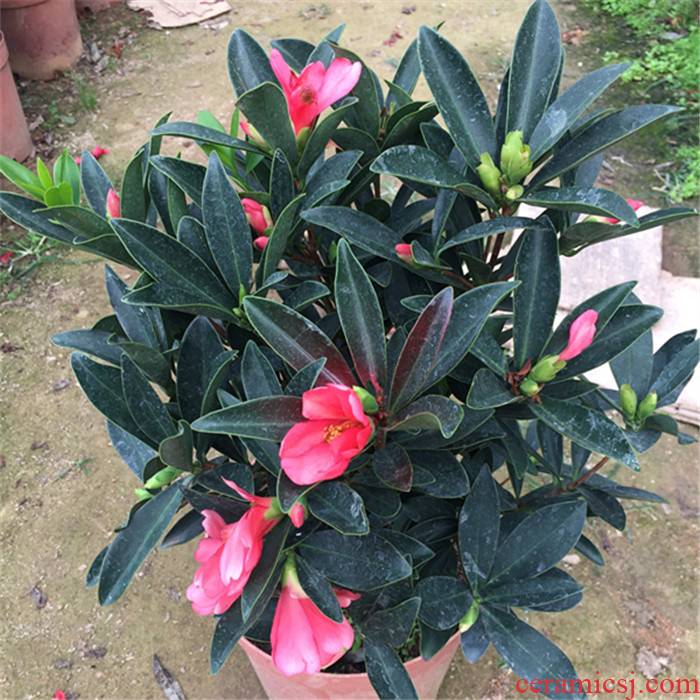 Packages mailed four seasons cuckoo hongshan camellia grafting with buds of interior courtyard the plants rare green plant camellia