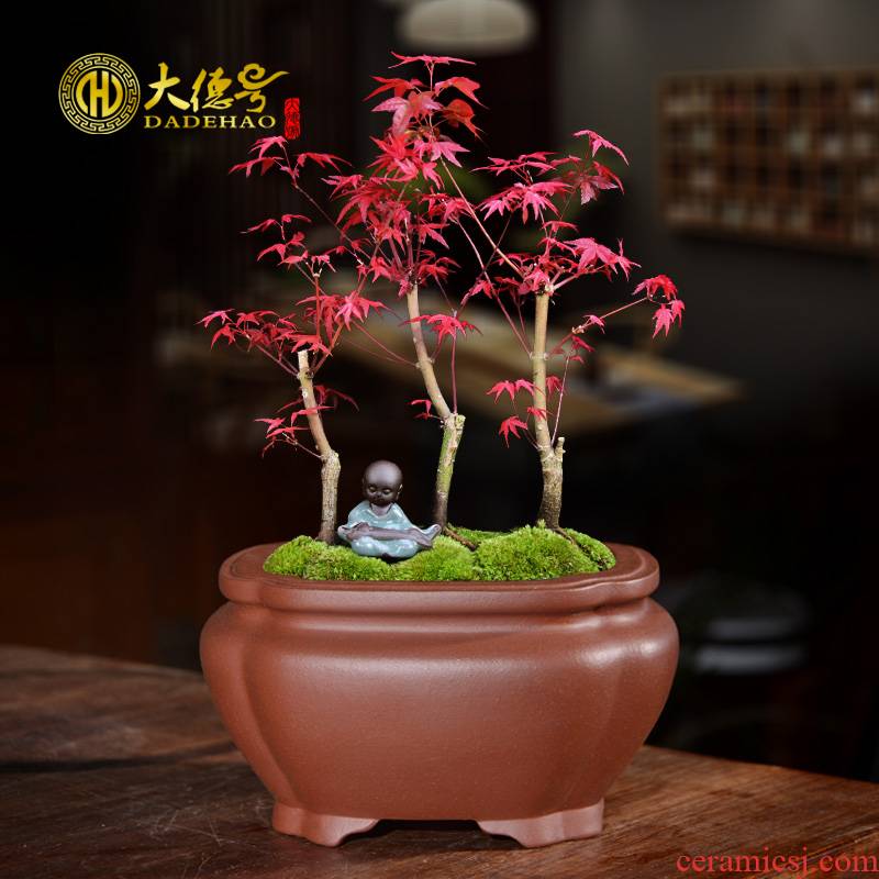 Small bonsai pot, square, yixing purple sand flowerpot diamond meaty plant calamus asparagus red maple pine is special