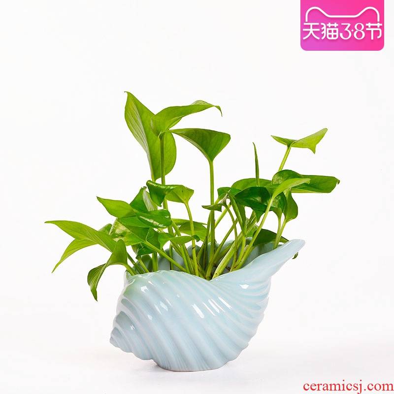 Mediterranean style ceramic shells nonporous contracted copper money plant grass flower pot refers to creative hydroponic plant containers