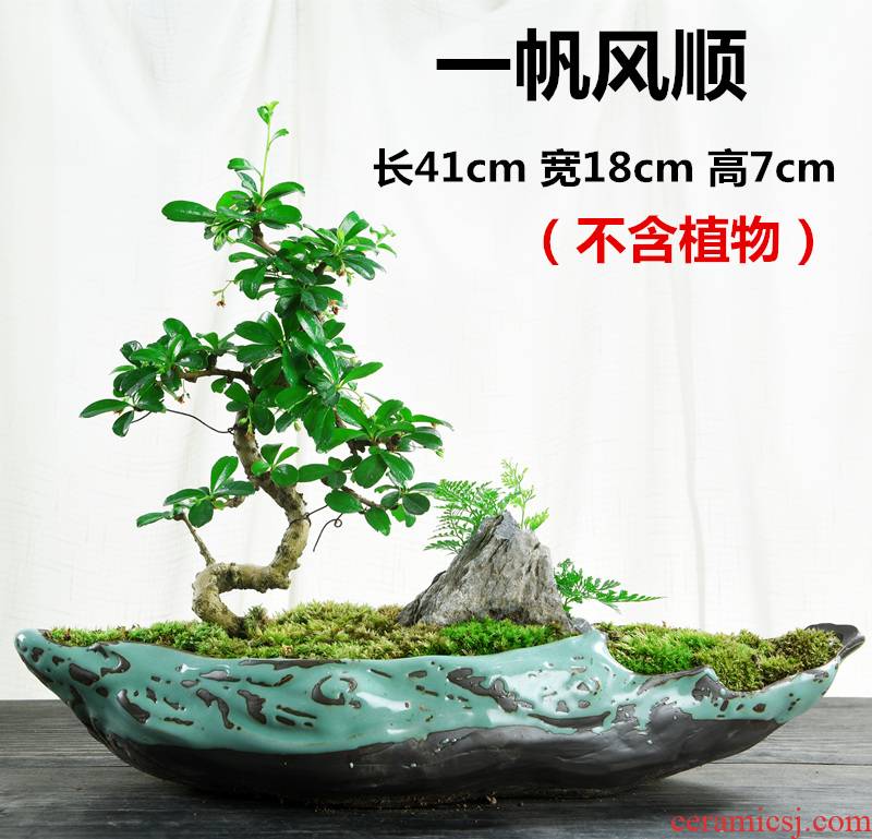 Bonsai flowers, potted landscape ceramic purple creative move Chinese wind, green potted asparagus calamus large money plant