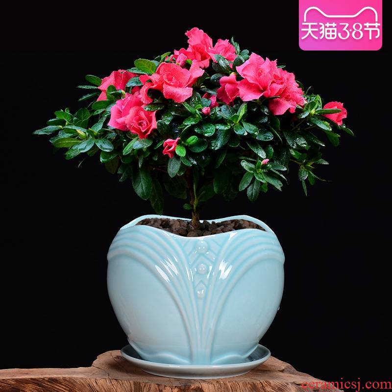 Ceramic flower pot tray with large money plant celadon orchid pot pot meat meat, green potted the plants, fleshy