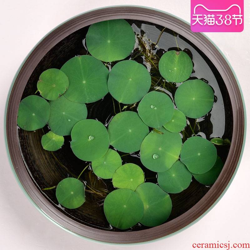 Water lily flower pot ceramic large Water stone miniascape copper bowl lotus hydroponic plant daffodils grass flower pot