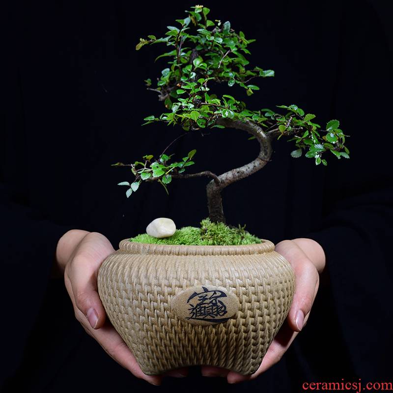 Creative coarse pottery flowerpot ceramic green plant more than other rich bonsai tree bonsai flower pot meat meat meat plant POTS