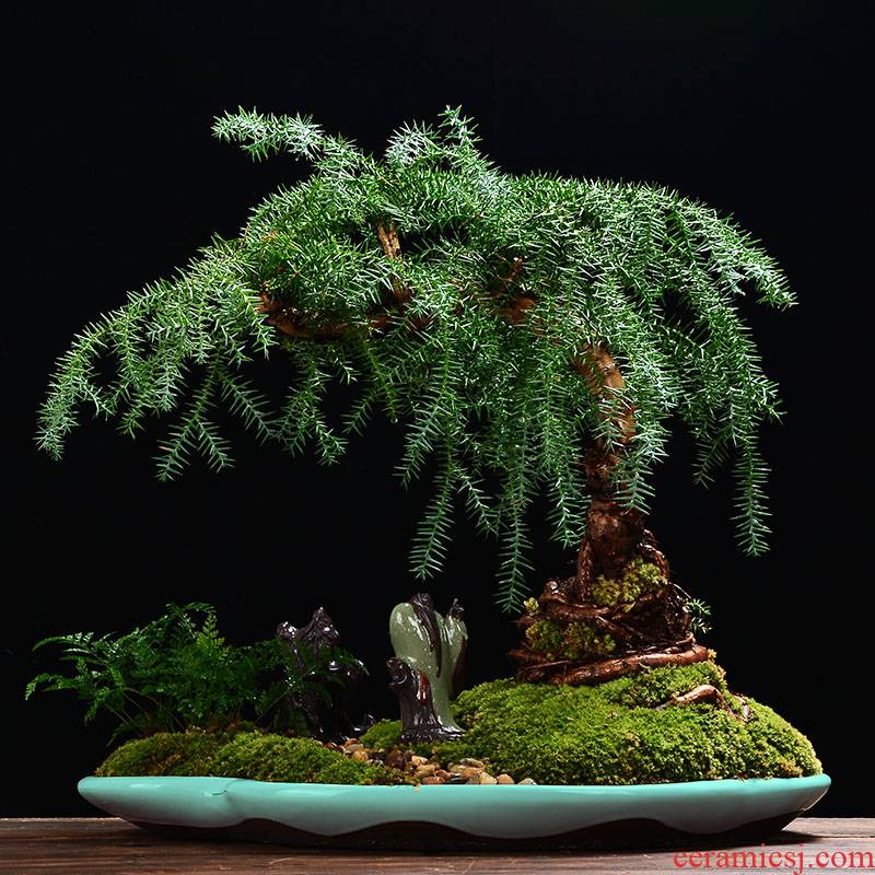 YOU bonsai POTS ceramic extra large indoor micro landscape balcony oval pot rockery miniascape basin
