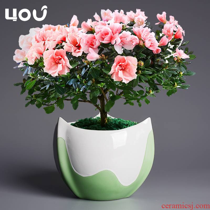 Ceramic flower pot large home potted orchids butterfly orchid interior azaleas creative money plant POTS