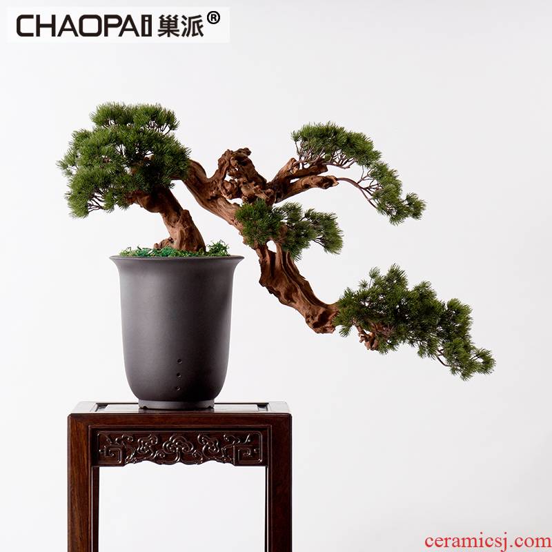 New Chinese style guest - the greeting pine furnishing articles hotel example room decoration indoor sitting room false bonsai podocarpus potted ceramics