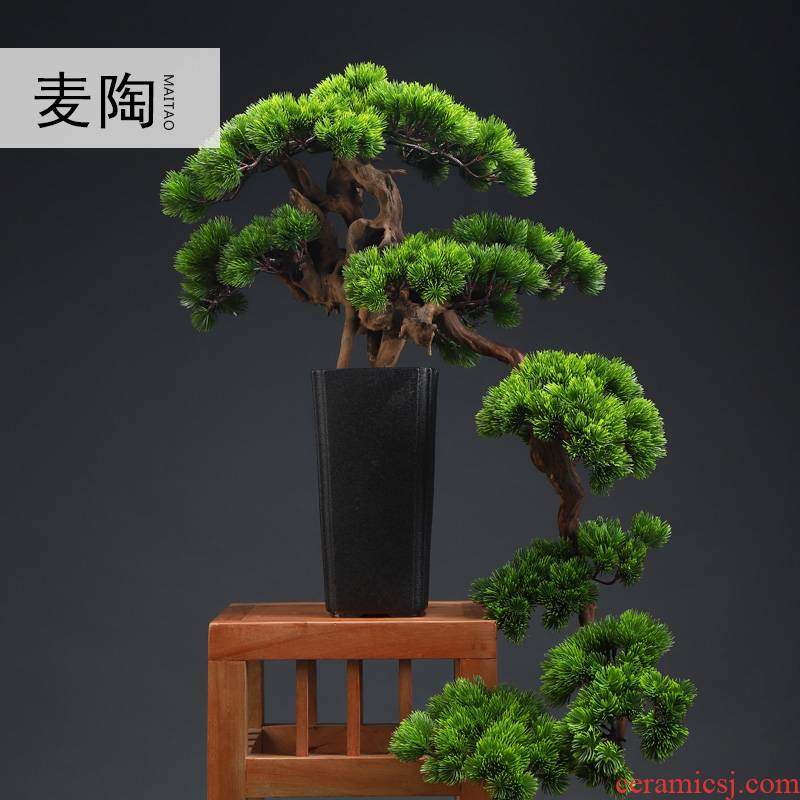 MaiTao retro simulation guest - the greeting pine bonsai home furnishing articles furnishing articles between sitting room porch soft outfit green plant example ceramics