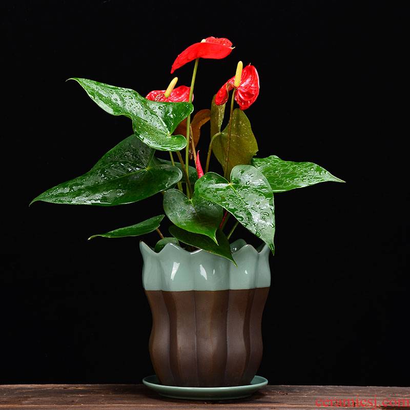 YOU much meat flowerpot ceramic wholesale clearance package mail creative large tray bracketplant other flesh POTS of the plants