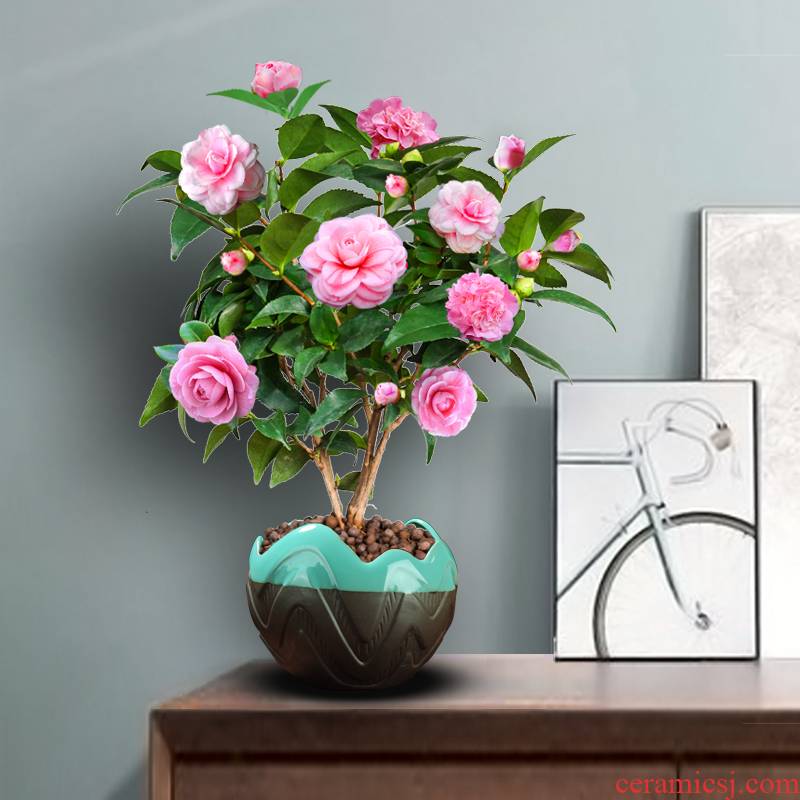 Sweet princess camellia buds seasons indoor potted luzhou - flavor to their office a courtyard balcony green plant flowers