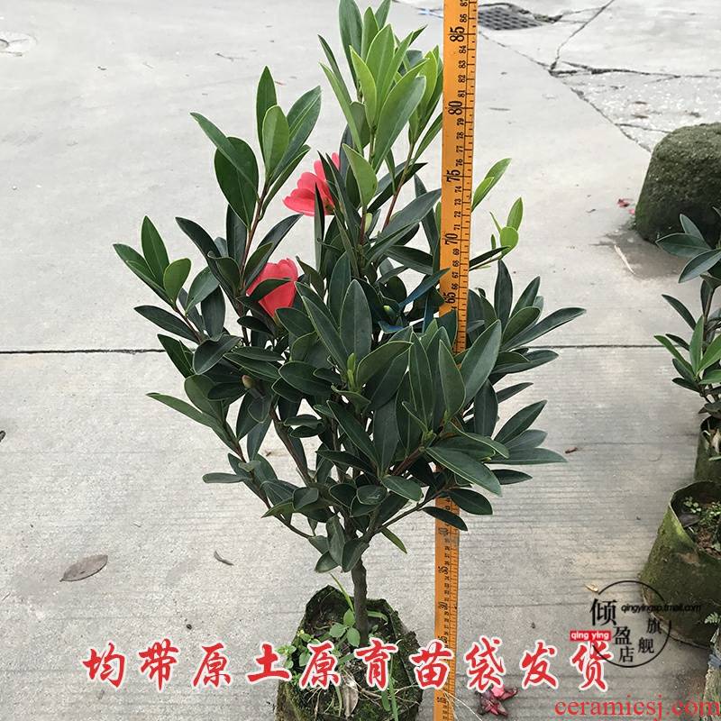 High - quality goods seasons rhododendron camellia with bud camellia flowering the plants of the four seasons summer series courtyard green plant