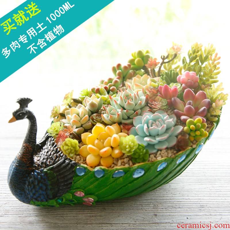 Special offer large peacock fleshy flowerpot creative platter flesh character combination potted the plants plastic not ceramic