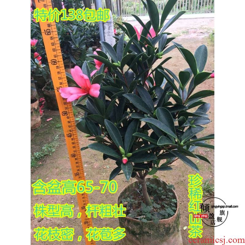Rare camellia seasons cuckoo red camellia tea potted seedlings interior courtyard balcony green plant flowers bag in the mail