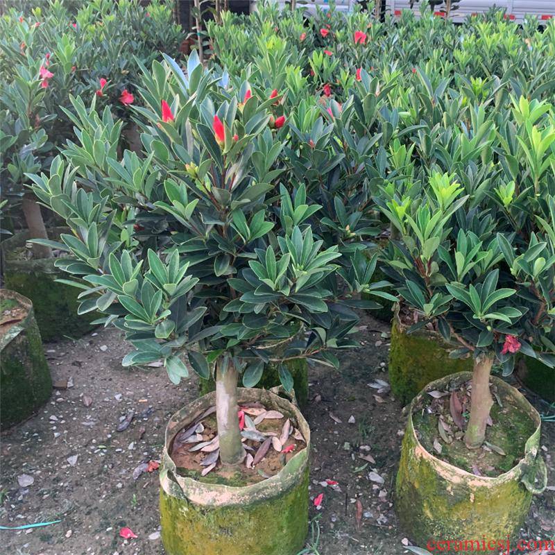 Authentic four JiHong camellia went to rhododendron camellia the plants with bud delivery of high - grade green the plants flowering y