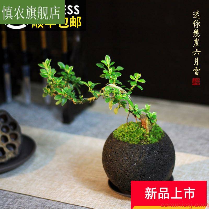 The Mini cliff June snow zen miniature bonsai pot desk purple moss green plant evergreen tea table surface