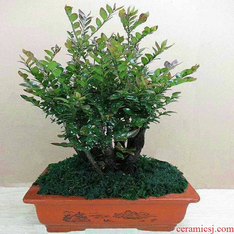 Lobular rosewood of potted plant trees bonsai the plants balcony desktop green plant black ipads tea green plant indoor potted flowers