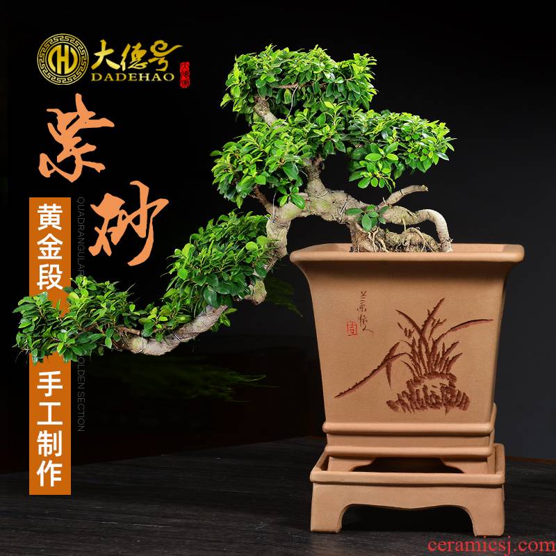Greatness, square with bonsai pot tray yixing purple sand flowerpot of pottery and porcelain rich tree stump special orchid pot