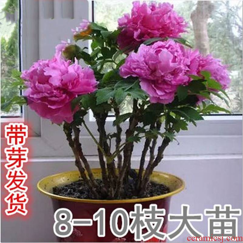 Authentic luoyang peony flower seedlings and potted went fine camellia tree peony seedling four seasons garden flowers peony gentleman.