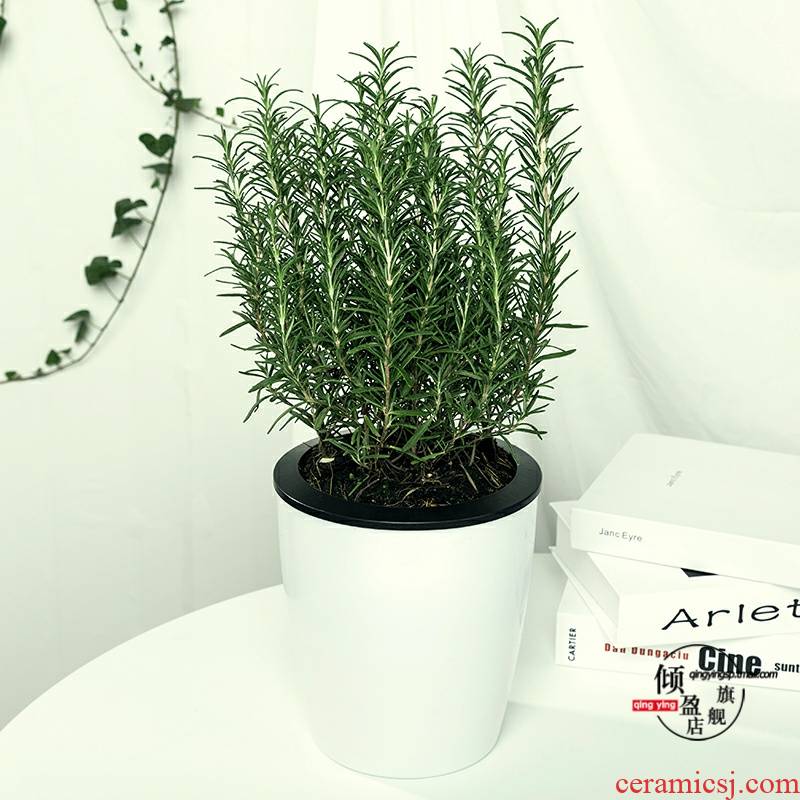 Rosemary potted fragrant green the plants to eat western food cooking tea symbolizes love the plants to clean air