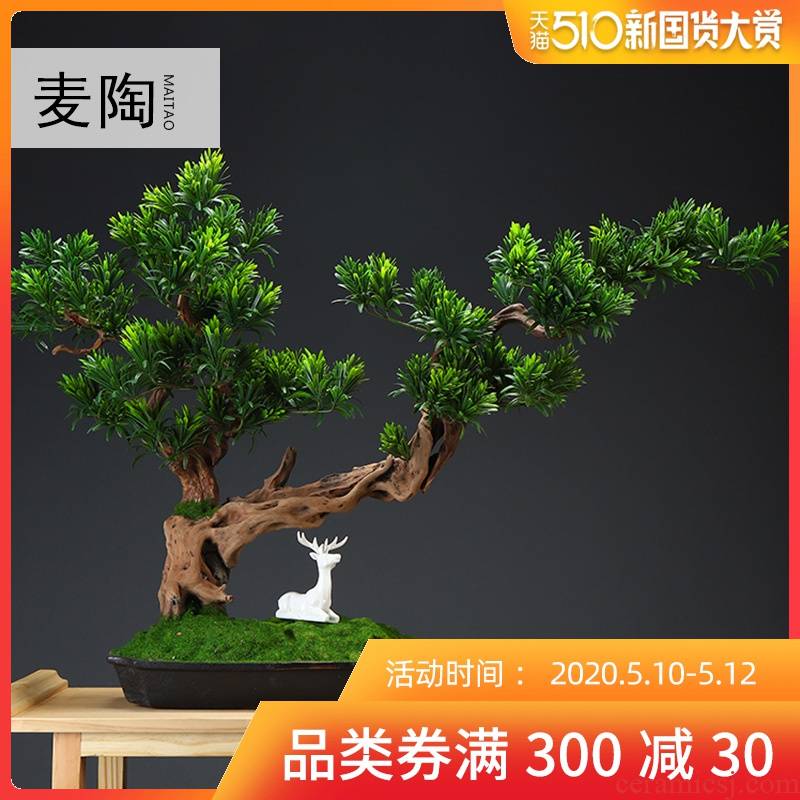 MaiTao creative home simulation the plants green plant guest - the greeting pine furnishing articles sitting room adornment miniascape of new Chinese style example room