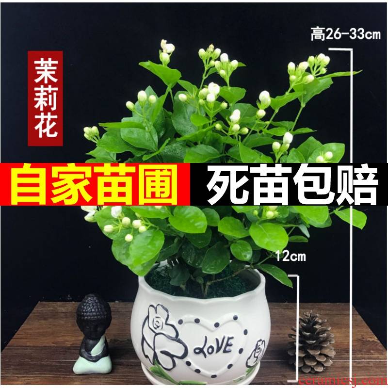 Green plant heng county of origin direct mail jasmine tea seedling double white jasmine four seasons of indoor and is suing living the plants