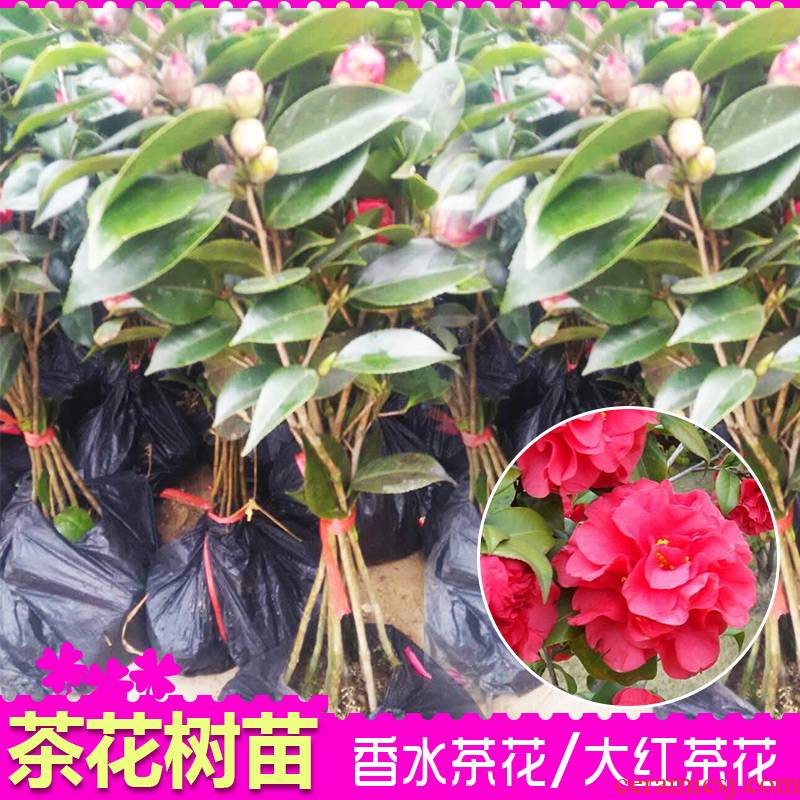 Camellia Camellia miaomiao perfume red Camellia trees high - grade potted flower Camellia the plants with buds