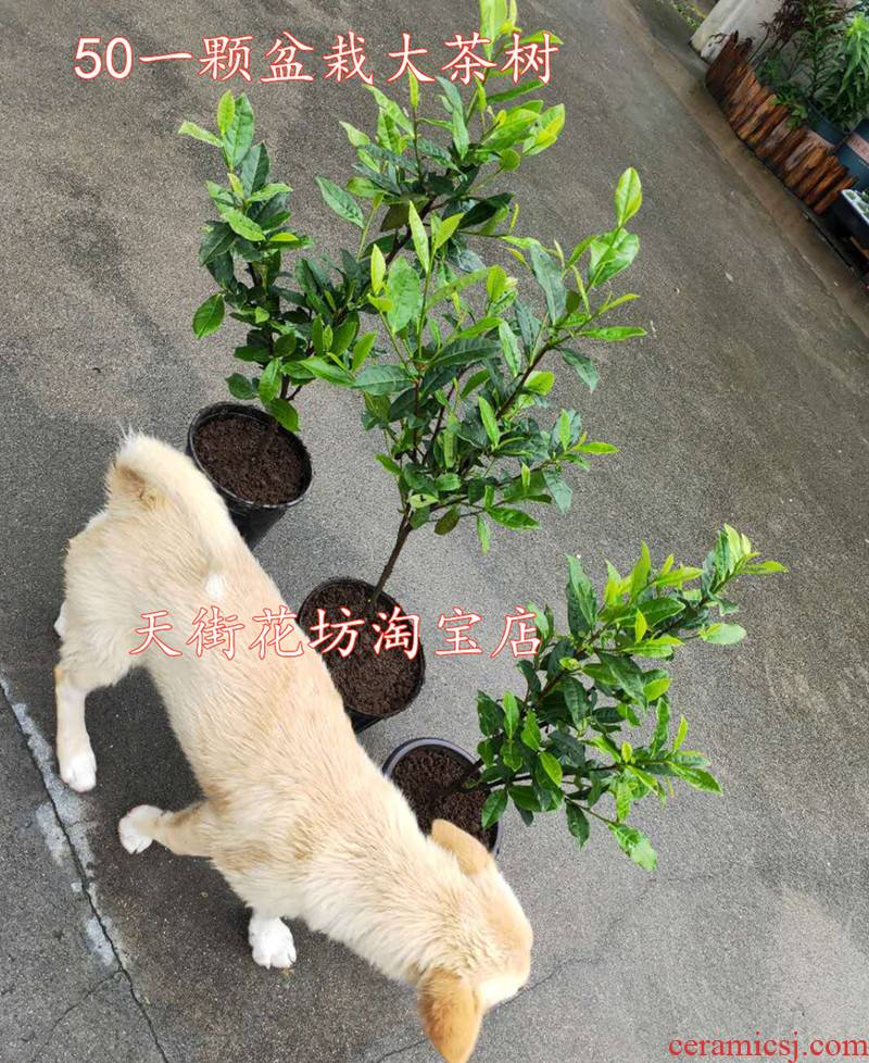 Potted hangzhou west lake longjing tea trees selected basin zone when the tieguanyin golden flower tea tree with y