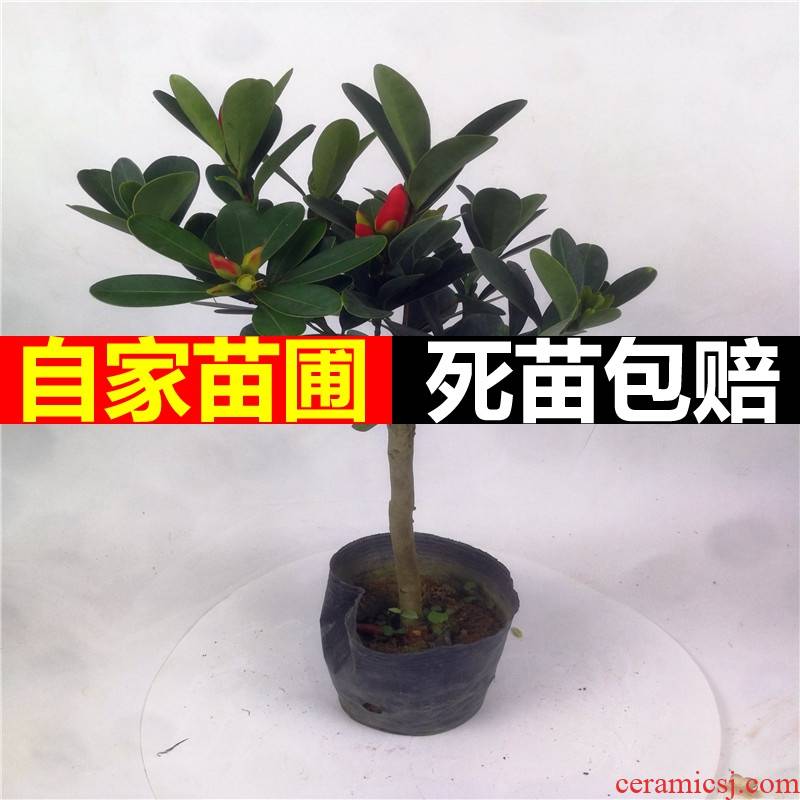 Four seasons green plant rhododendron camellia flowers potted grafting the nice flowers, green potted a balcony is suing the court