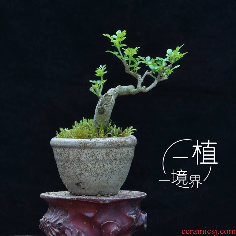 Ash bonsai pot section for small pewter micro miniature bonsai desktop miniascape green the plants make tea