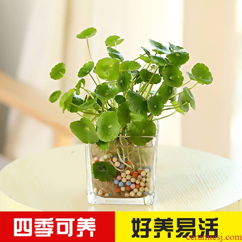 Copper money plant water glass suits for soil culture grass in the plants ceramic basin anti - radiation indoor flower of bracketplant of y