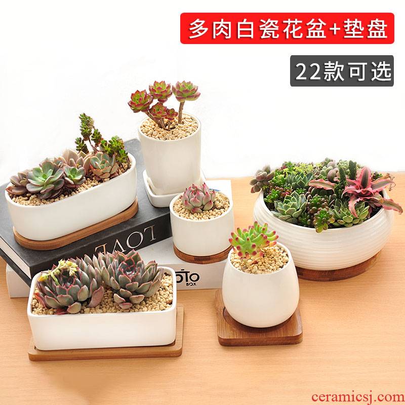Meaty plant POTS indoors contracted white ceramic creative modern meat meat small bowl with bamboo tottenham price clearance