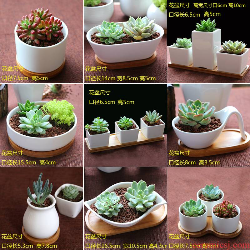 Containing tray was special flower pot the plants flower POTS, fleshy meat meat meat more ceramic basin fleshy, contracted white porcelain basin