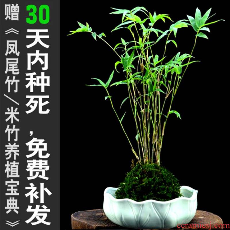 Cucurbit flute m bamboo bonsai pot bamboo mini plant small bamboo shoot indoor green plant tea table balcony gardens on the table