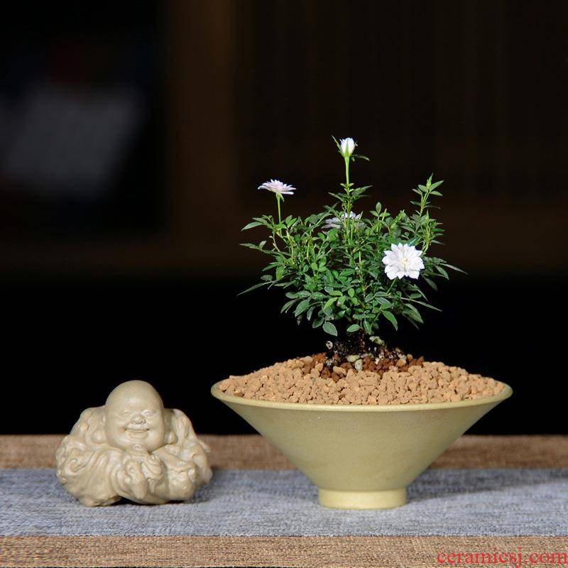 Authentic JiYi female Chinese rose, bonsai micro mini rose four seasons flowering the plants landscape indoor furnishing articles gifts tea table