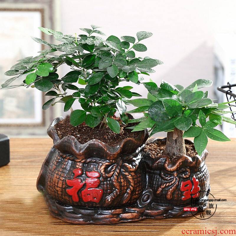 Rich tree potted indoor potted transshipment bamboo green, the plants, plant office podocarpus miniascape ceramic flower pot
