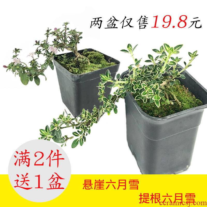 Mention root June snow in fujian, camellia small bonsai old seedlings indoor potted the plants cliff stump bonsai sitting room