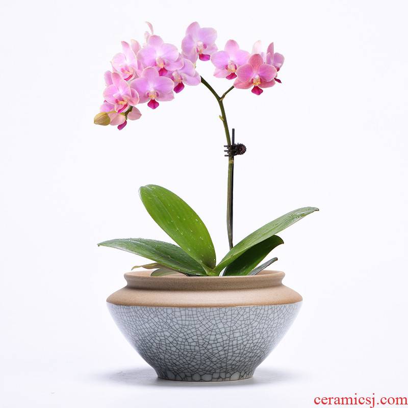 Office green plant household indoor desktop potted meat more creative ceramic rich tree other butterfly orchid flower POTS