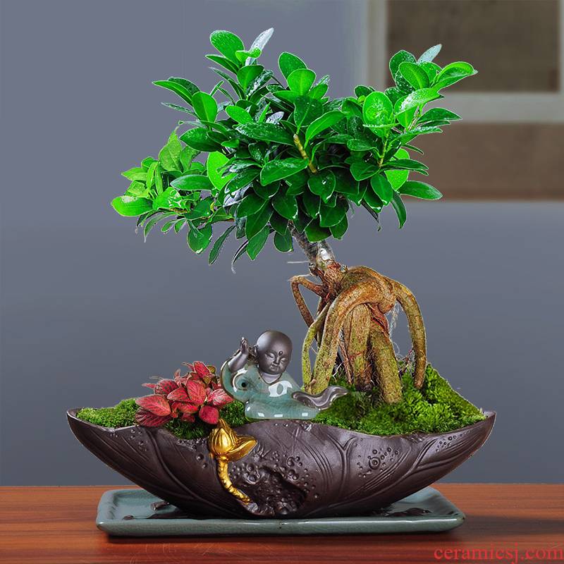 Ceramic Chinese desktop see colour black pottery flowerpot landscape DIY micro landscape red maple tree asparagus individuality creative purple