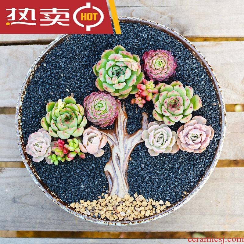 Large - diameter household extra Large fleshy flowerpot ceramic clearance package mail Large creative combination meaty plant flowers