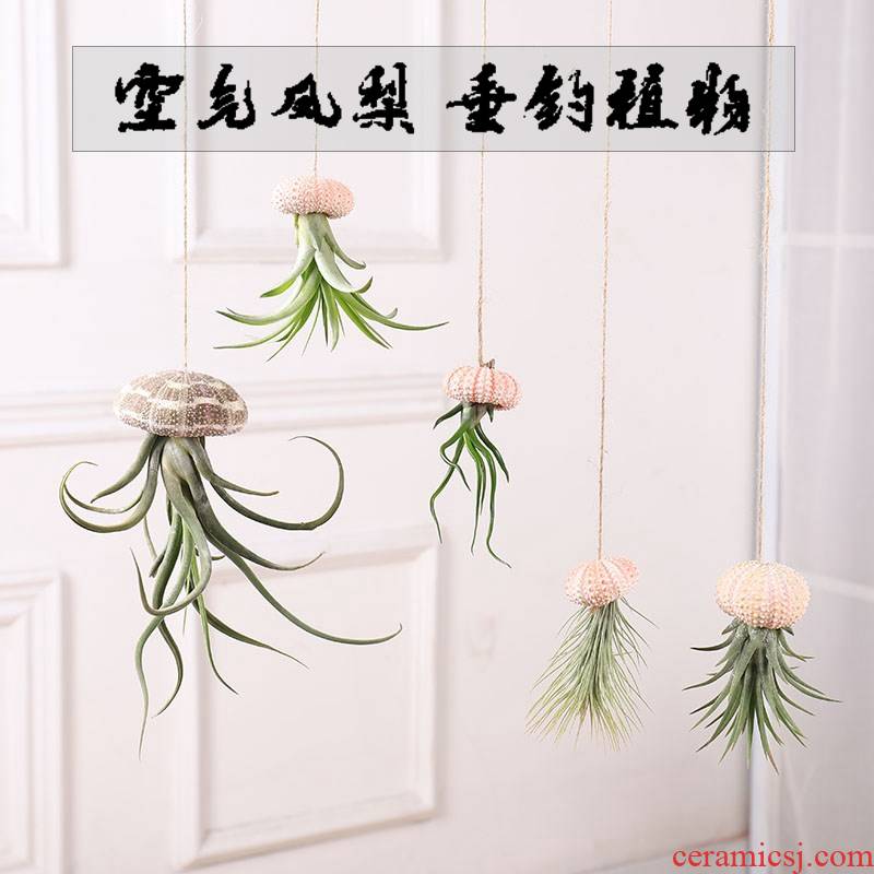 Air pineapple soilless hanging shells creative potted the plants the office green plant flowers and the plants base stents flowerpot