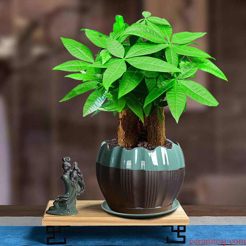 The elder brother of The ceramic up open a piece of rich tree butterfly orchid green plant with big flowerpot mage, fleshy tray was preferential contracted combination