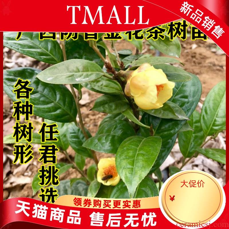 Hundreds of the general kind of gold mountain tea tree farmers self - marketing super gold scented tea tree seedlings and potted the plants