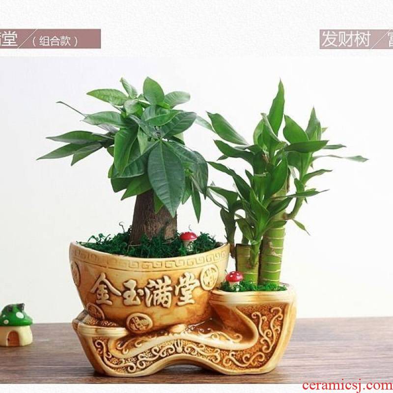 He potted lucky bamboo tree podocarpus with ceramic potted indoor desk green small potted the plants