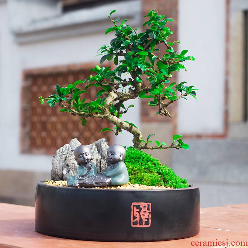 Lobules of fujian tea tray landscape bonsai the plants indoor potted flowers sitting room bedroom evergreen purify air of green plant