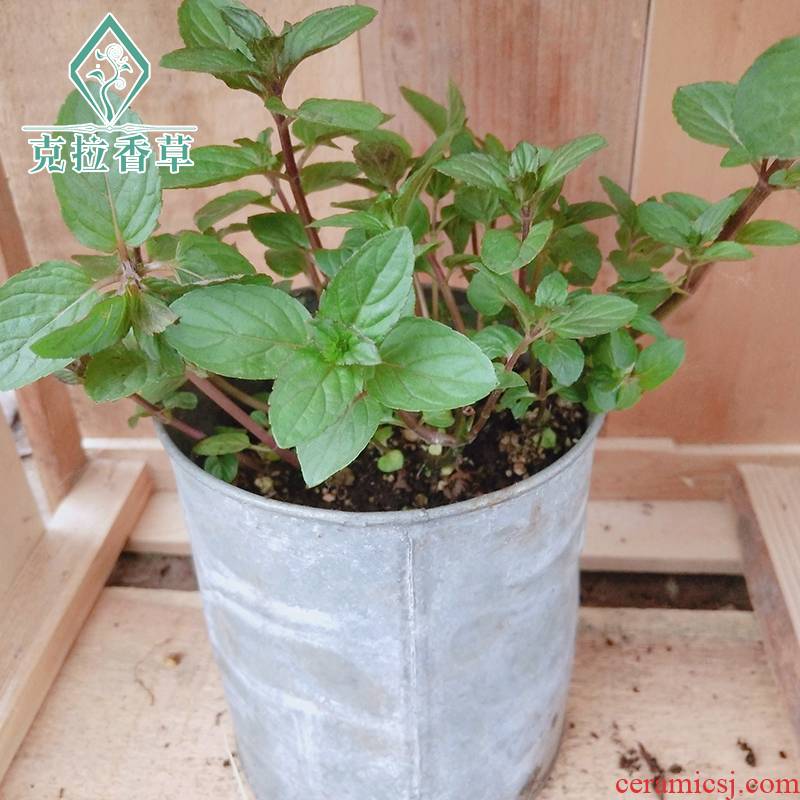 Candy mint edible mint vanilla seedling vanilla tea pot cooking ornamental potted mint green plant flowers