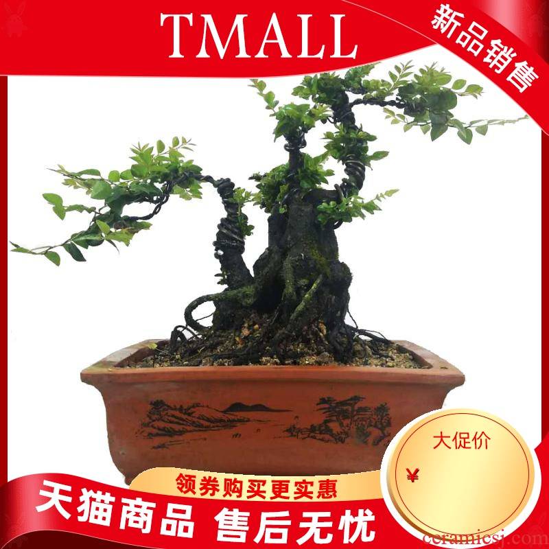 Lingnan bonsai modelling lobular rosewood pot black ipads tea town curtilage have indoor evergreen hardy green plant