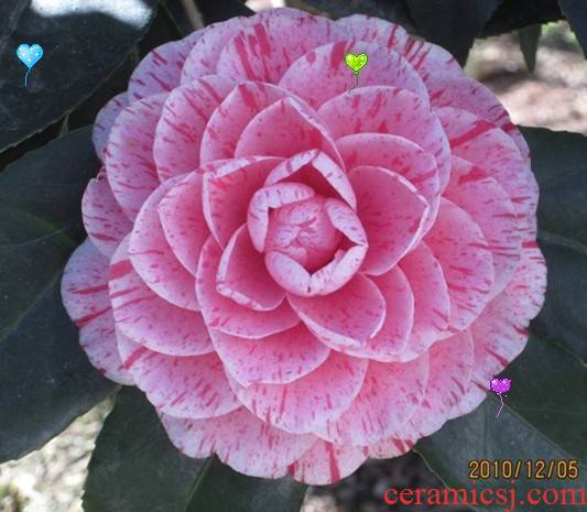 The color red camellia seedlings flower pot red Dan Dan variation in a year or two seedling origin direct sale promotion